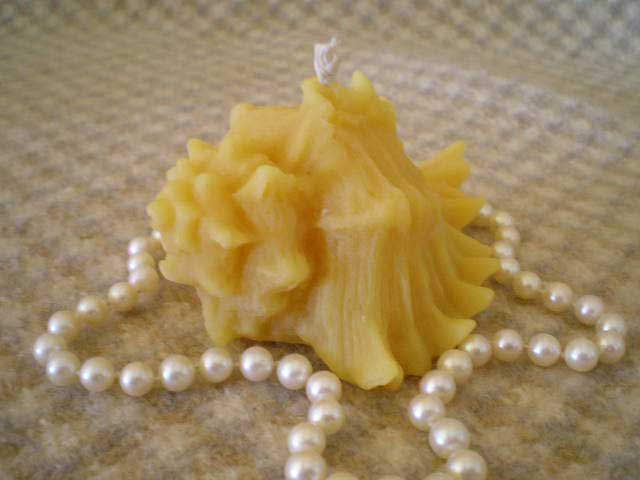 Beeswax Shell Candle