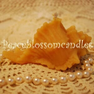 Beeswax Shell Candle
